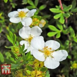 Potentilla Fruticosa 'White Lady' -NAOMI Plant Shop POTE T62078 E