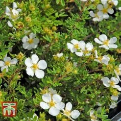 Potentilla Fruticosa 'White Lady' -NAOMI Plant Shop POTE T62078 F