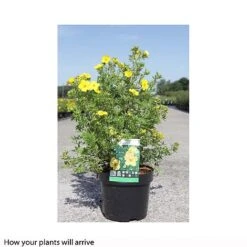 Potentilla Fruticosa 'Goldfinger' -NAOMI Plant Shop POTE T66402 B h