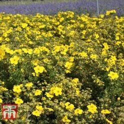 Potentilla Fruticosa 'Goldfinger' -NAOMI Plant Shop POTE T66402 D