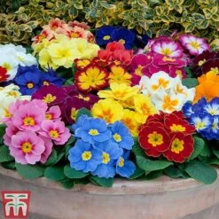 Primrose 'Alaska Improved Mixed' -NAOMI Plant Shop PRIM T10222 C