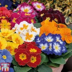 Primrose 'Alaska Improved Mixed' -NAOMI Plant Shop PRIM T10222 D
