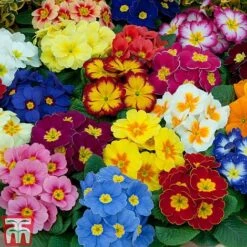 Primrose 'Alaska Improved Mixed' -NAOMI Plant Shop PRIM T10222 E