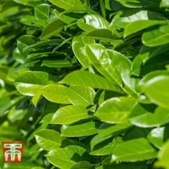 Prunus Laurocerasus 'Rotundifolia' -NAOMI Plant Shop PRUN T57540 C