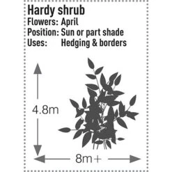 Prunus Laurocerasus 'Rotundifolia' -NAOMI Plant Shop PRUN T57540 C h