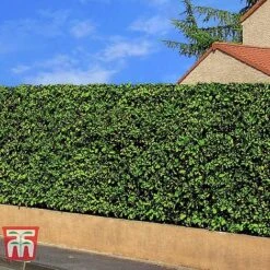 Prunus Laurocerasus 'Rotundifolia' -NAOMI Plant Shop PRUN T57540 E