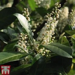 Prunus Laurocerasus 'Etna' -NAOMI Plant Shop PRUN T58250 C