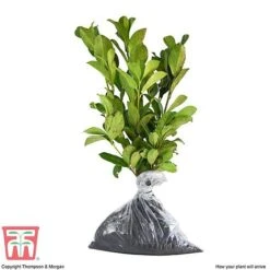 Prunus Laurocerasus 'Etna' -NAOMI Plant Shop PRUN T58250 D