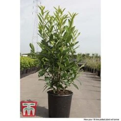 Prunus Laurocerasus 'Caucasica' -NAOMI Plant Shop PRUN T66412T C