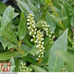 Prunus Laurocerasus 'Otto Luyken'