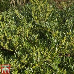 Prunus Laurocerasus 'Otto Luyken' -NAOMI Plant Shop PRUN T66414 D