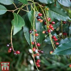 Prunus Lusitanica -NAOMI Plant Shop PRUN T66415T C