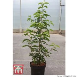 Prunus Lusitanica -NAOMI Plant Shop PRUN T66415T D