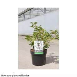Prunus Nipponica 'Brilliant' -NAOMI Plant Shop PRUN T66417 B h