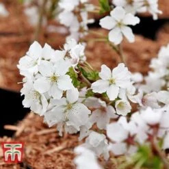 Prunus Nipponica 'Brilliant' -NAOMI Plant Shop PRUN T66417 C