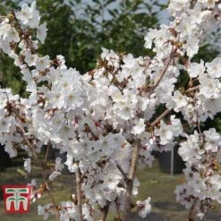 Prunus Nipponica 'Brilliant' -NAOMI Plant Shop PRUN T66417 D