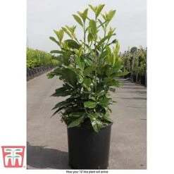 Prunus Laurocerasus 'Novita' -NAOMI Plant Shop PRUN T68172 C1