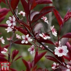 Prunus X Cistena -NAOMI Plant Shop PRUN TKA3390 B