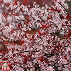 Prunus X Cistena -NAOMI Plant Shop PRUN TKA3390 D