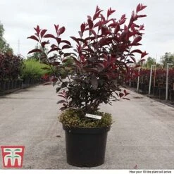 Prunus X Cistena -NAOMI Plant Shop PRUN TKA3390 F