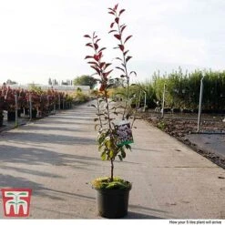 Prunus X Cistena -NAOMI Plant Shop PRUN TKA3390 G