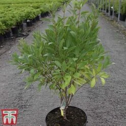 Prunus Tenella 'Fire Hill' -NAOMI Plant Shop PRUN TKA3410 A