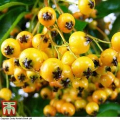 Pyracantha 'Soleil D'Or' -NAOMI Plant Shop PYRA T58007 C