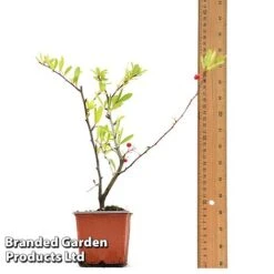 Pyracantha Coccinea 'Red Star' -NAOMI Plant Shop PYRA REDSTA9CM T44909 A