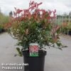 Photinia X Fraseri 'Carré Rouge'