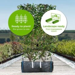 Photinia Red Robin Ready Bag Instant Hedge 1m (pre-grown) -NAOMI Plant Shop Photinia20Red20Robin20copy20 202