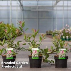 Photinia Fraseri 'Louise' -NAOMI Plant Shop Photinia Louise KC5198 C