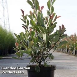 Photinia Fraseri 'Louise' -NAOMI Plant Shop Photinia Louise KC5198 D