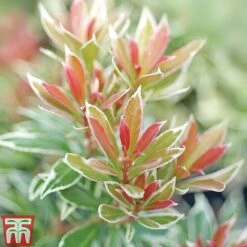 Pieris Collection -NAOMI Plant Shop Pieris Little Heath TMAT1