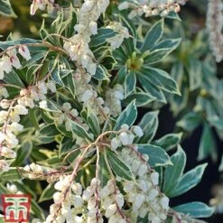 Pieris Collection -NAOMI Plant Shop Pieris japonica Flaming Sil