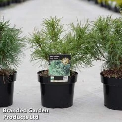 Pinus Strobus 'Tiny Kurls'