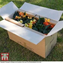 Eton Mess -NAOMI Plant Shop PrePlantedBasketArrive3