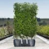 Portuguese Laurel Ready Bag Instant Hedge 1m