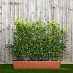 Portuguese Laurel Instant Trough Hedge 1m (pre-grown)