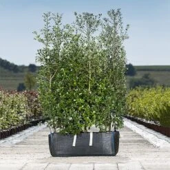 Holm Oak Hedge Ready Bag Instant Hedge 1m (pre-grown)