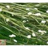 Ranunculus Aquatilis (Oxygenating Aquatic)