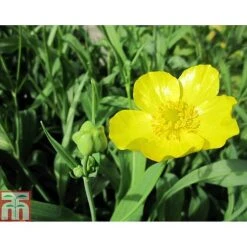 Ranunculus Lingua 'Grandiflorus' (Marginal Aquatic)