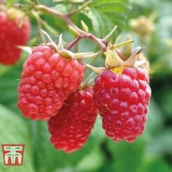 Raspberry Full Season Collection British Bred -NAOMI Plant Shop RASP CWW3211 C