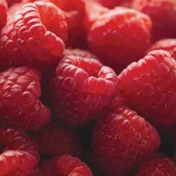 Raspberry Full Season Collection British Bred -NAOMI Plant Shop RASP CWW3211 D