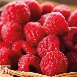 Raspberry Full Season Collection British Bred -NAOMI Plant Shop RASP CWW3211 E