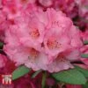 Rhododendron 'Wine And Roses'