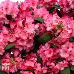 Rhododendron 'Wine And Roses' -NAOMI Plant Shop RHOD 79756 C