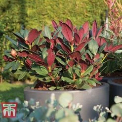 Rhododendron 'Wine And Roses' -NAOMI Plant Shop RHOD 79756 D