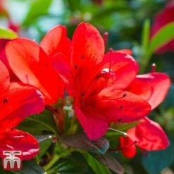 Rhododendron 'Ardeur' -NAOMI Plant Shop RHOD T66421 C