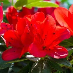 Rhododendron 'Ardeur' -NAOMI Plant Shop RHOD T66421 NOW1