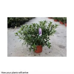 Rhododendron 'Blue Danube' -NAOMI Plant Shop RHOD T66423 A h